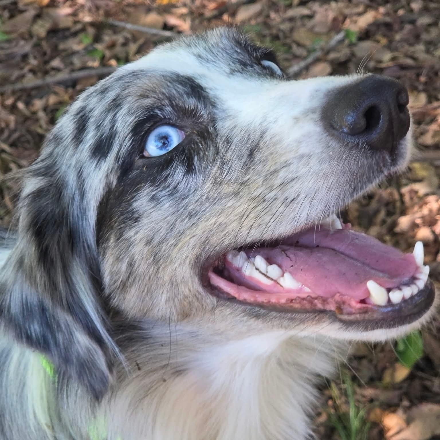 Azura, Adoptable, Young Female Australian Shepherd.
