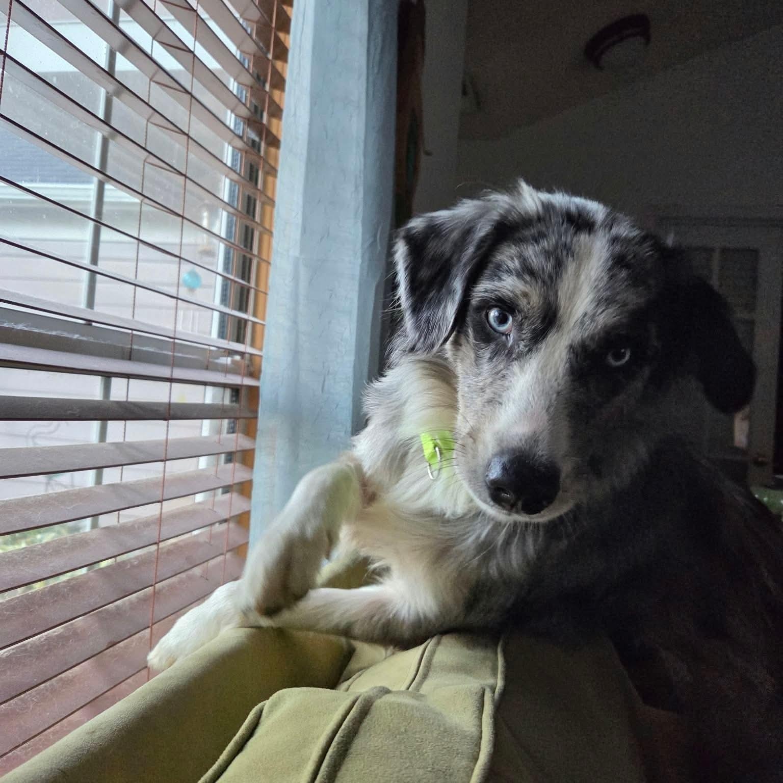 Enlarge Azura, a Adoptable Australian Shepherd in Charlotte, NC image 4/5