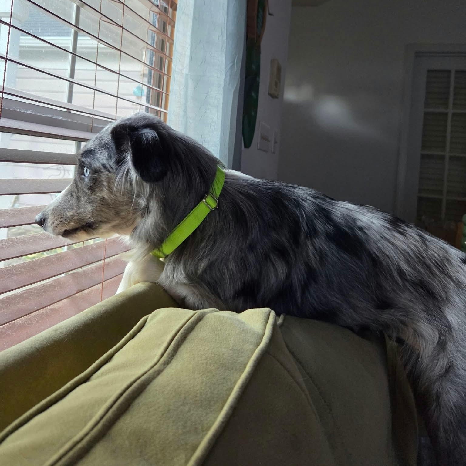 Enlarge Azura, a Adoptable Australian Shepherd in Charlotte, NC image 5/5