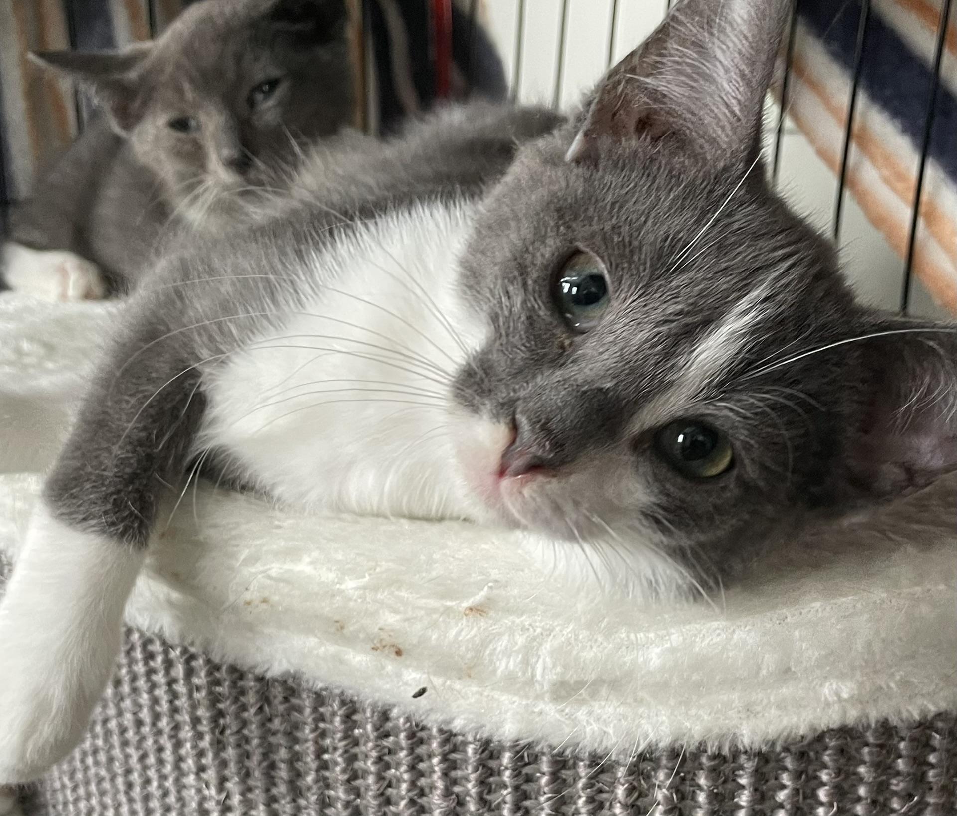 Sparky, Adoptable, Kitten Male Domestic Short Hair.
