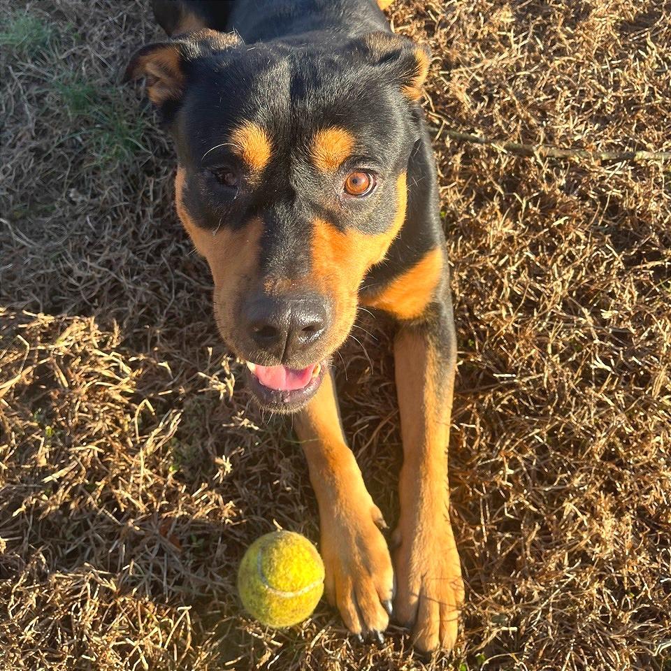 Popeye — thumbnail 2