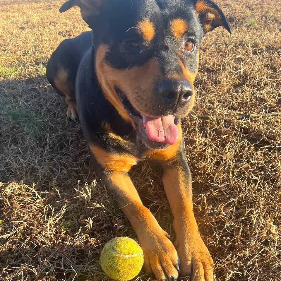 Popeye — thumbnail 3