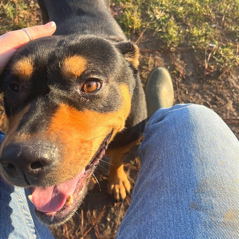 Popeye — thumbnail 4