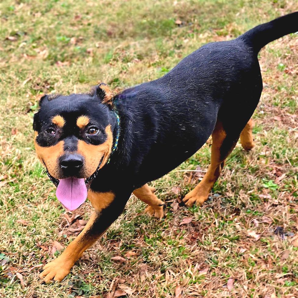 Popeye — thumbnail 5