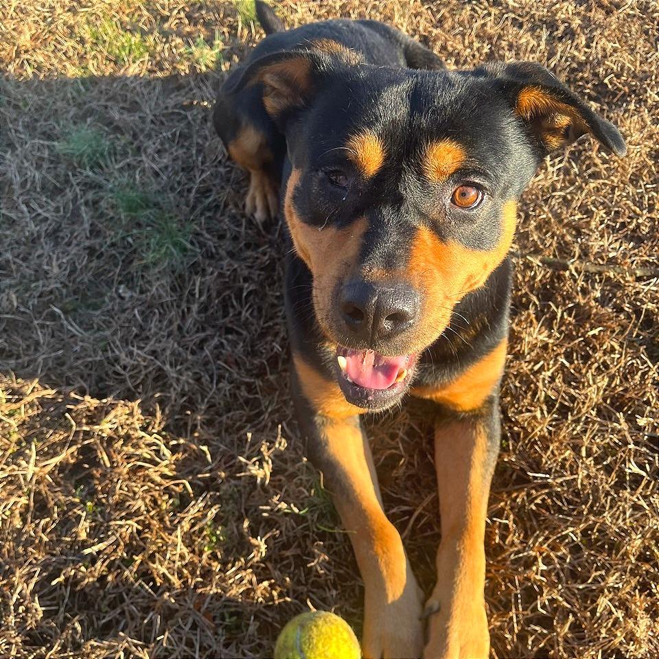 Popeye — thumbnail 6