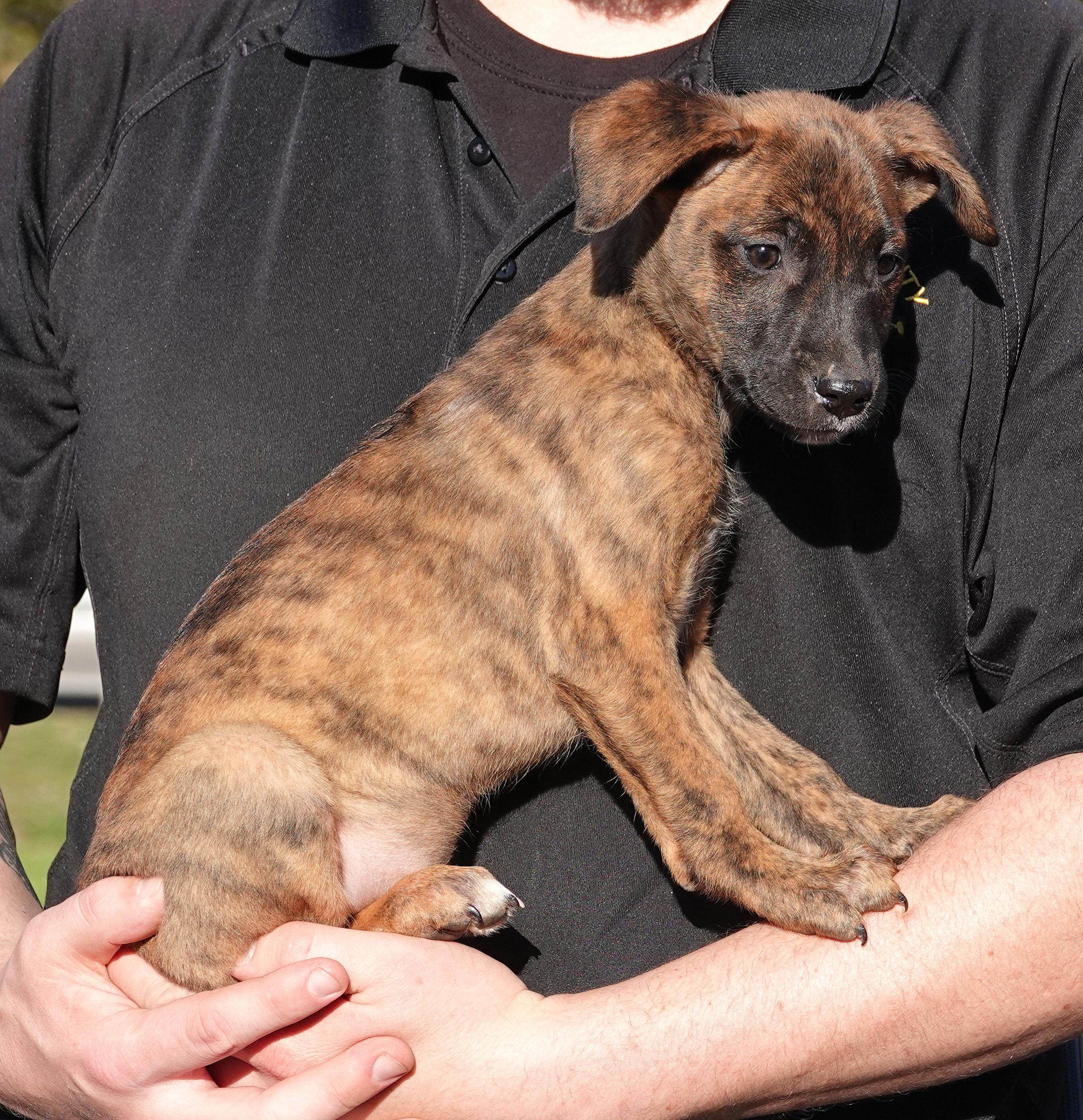 Enlarge Kit Kat, a Adoptable mixed breed in Millfield, OH image 3/3