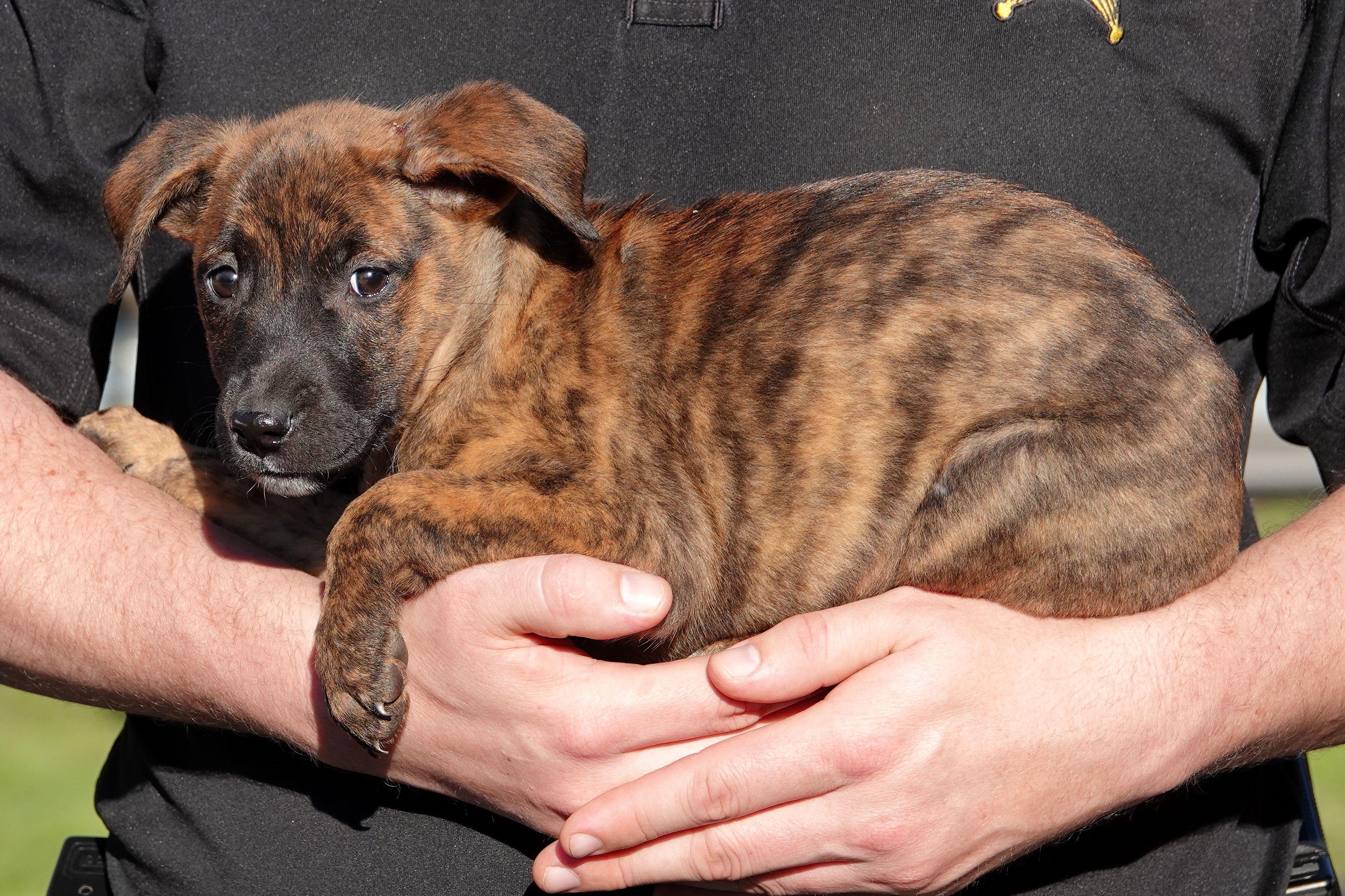 Enlarge Kit Kat, a Adoptable mixed breed in Millfield, OH image 2/3