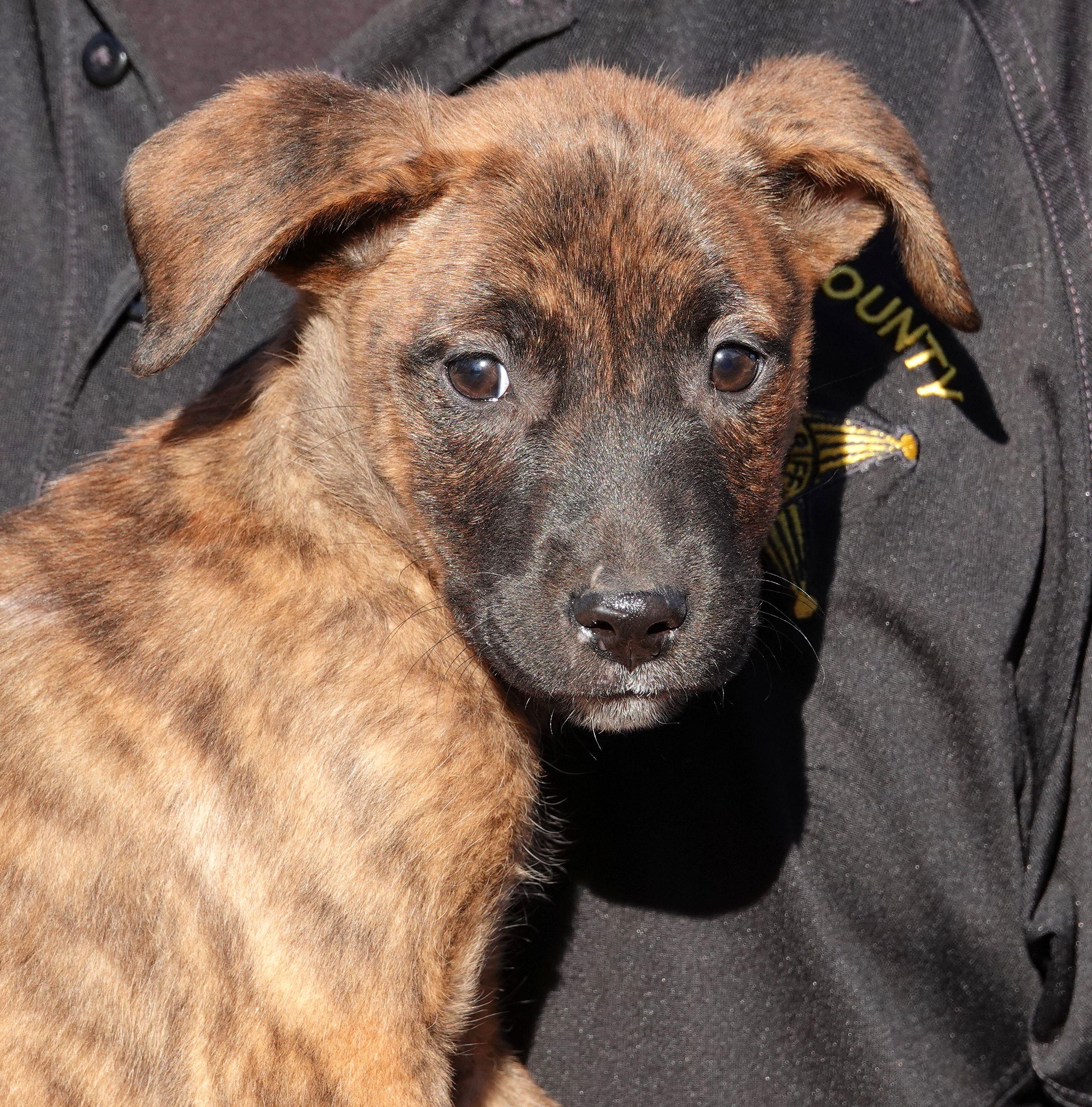 Kit Kat, Adoptable, Puppy Female Terrier.