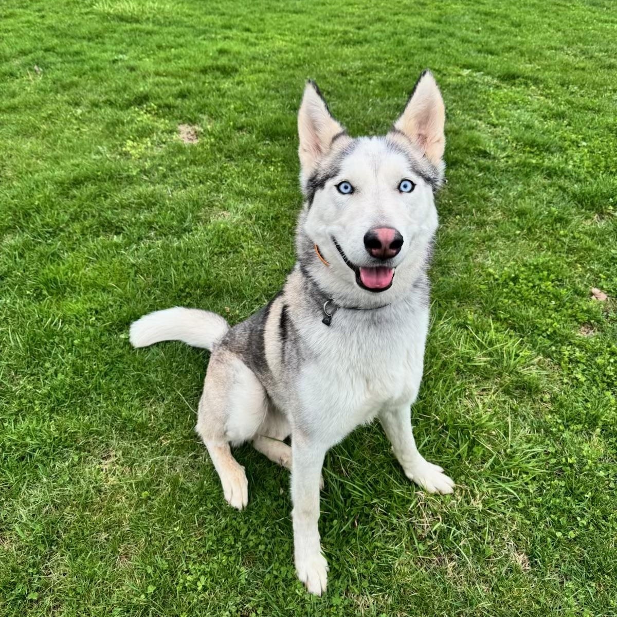 Enlarge Woody, a ADOPTABLE Husky in Indianapolis, IN image 1/2