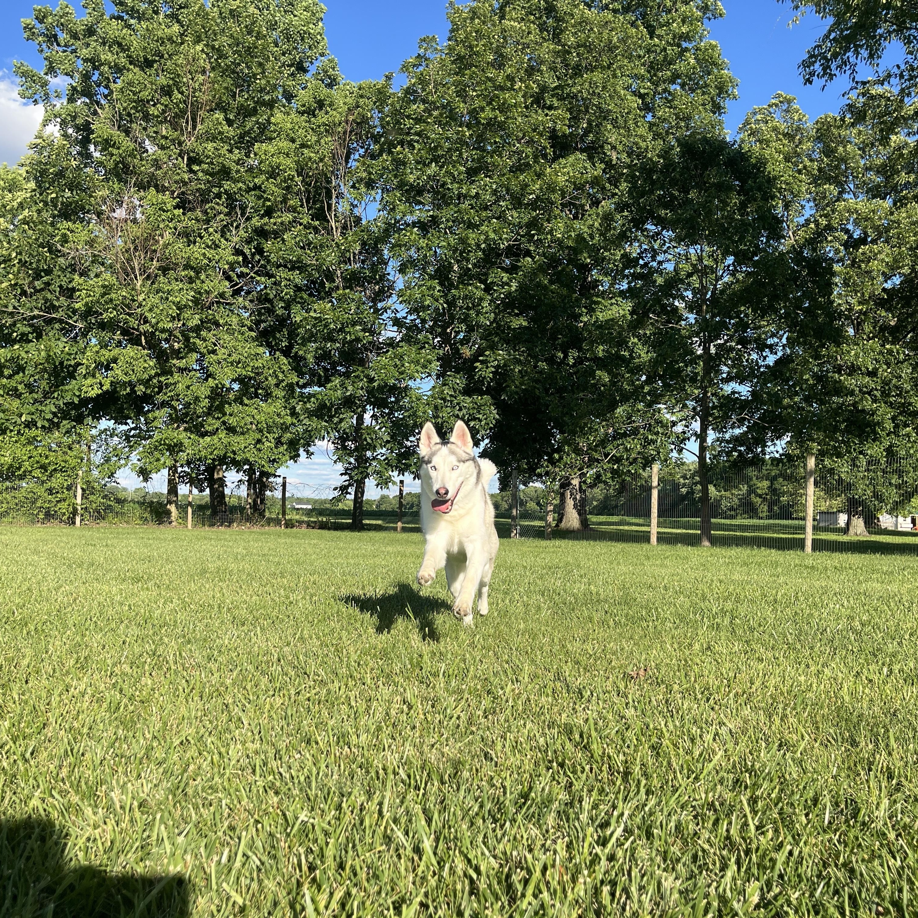 Enlarge Woody, a ADOPTABLE Husky in Indianapolis, IN image 2/2