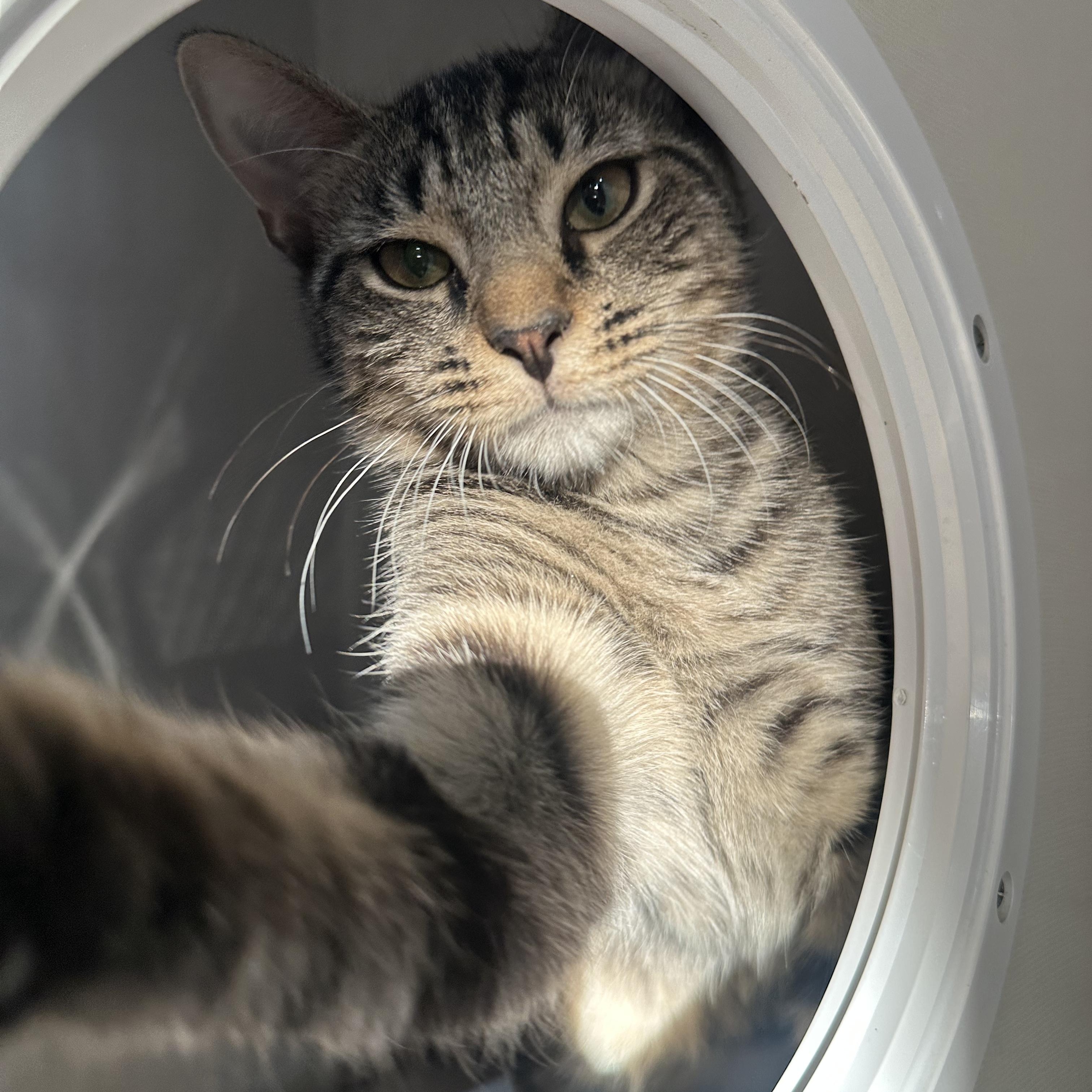 Lea (bonded with Tux), a ADOPTABLE Domestic Short Hair in East Brunswick, NJ image 4/6