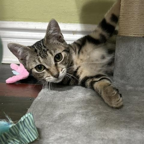 Lea (bonded with Tux), a ADOPTABLE Domestic Short Hair in East Brunswick, NJ image 1/6