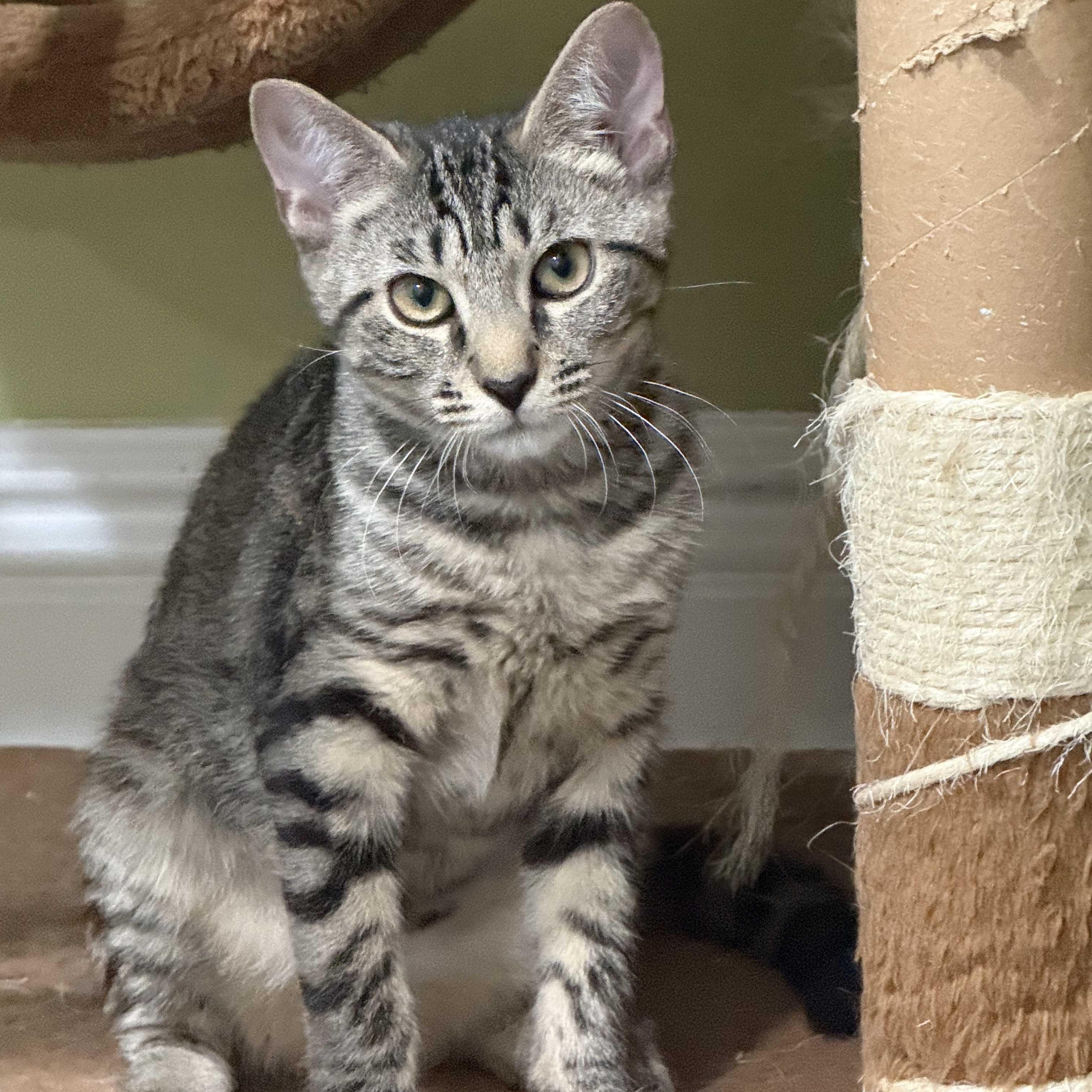 Lea (bonded with Tux), a ADOPTABLE Domestic Short Hair in East Brunswick, NJ image 2/6