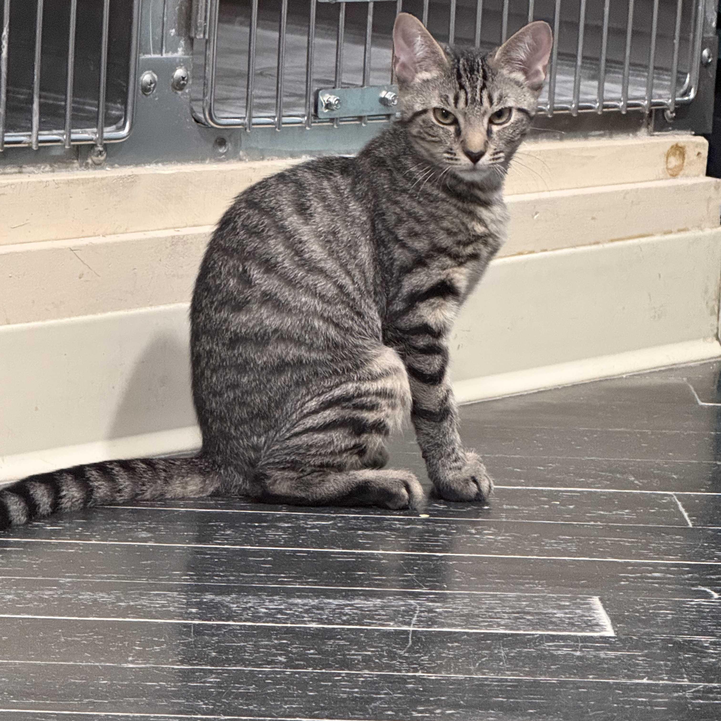 Lea (bonded with Tux), a ADOPTABLE Domestic Short Hair in East Brunswick, NJ image 5/6