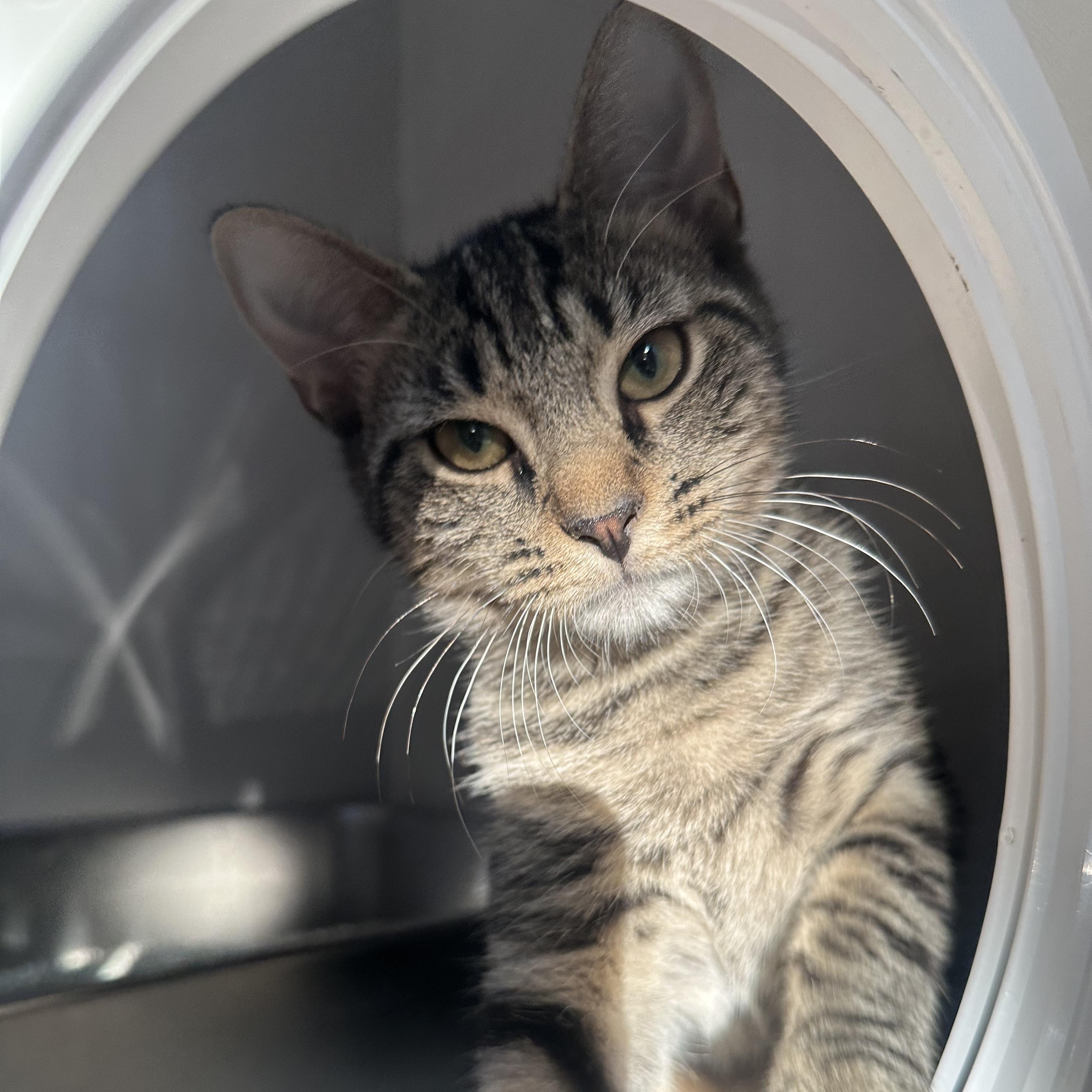 Lea (bonded with Tux), a ADOPTABLE Domestic Short Hair in East Brunswick, NJ image 6/6