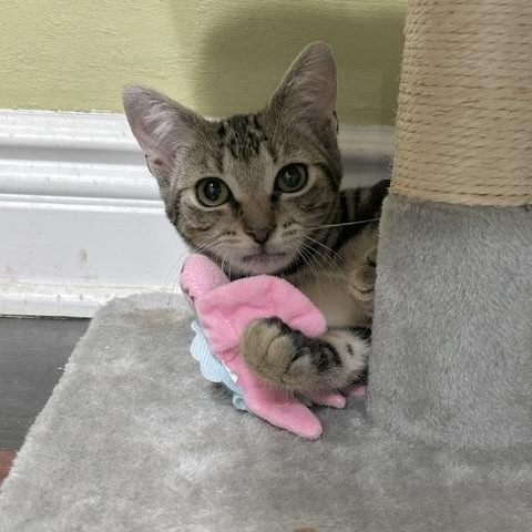 Lea (bonded with Tux), a ADOPTABLE Domestic Short Hair in East Brunswick, NJ image 3/6