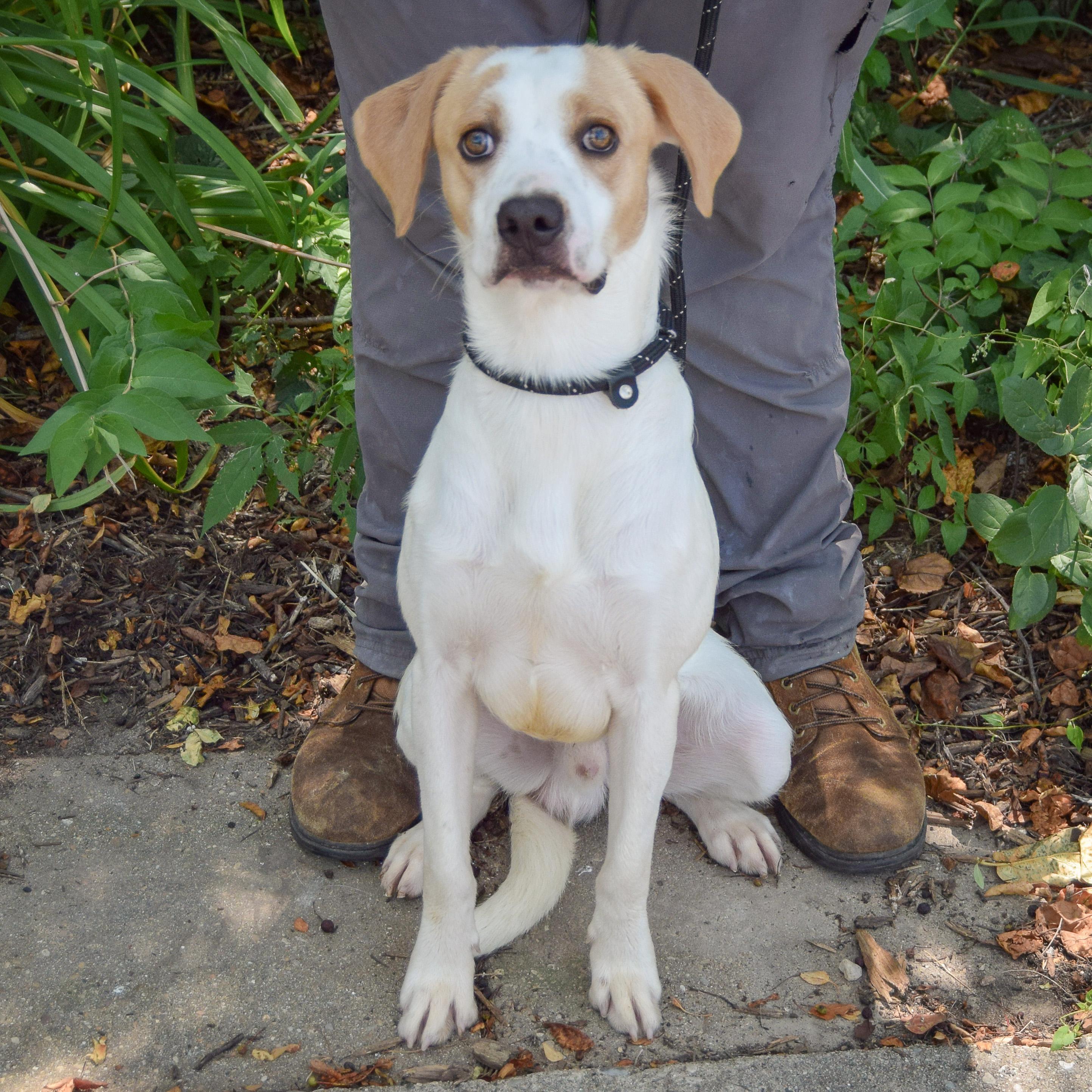 Enlarge Clancy, a Adoptable mixed breed in Huntley, IL image 4/5