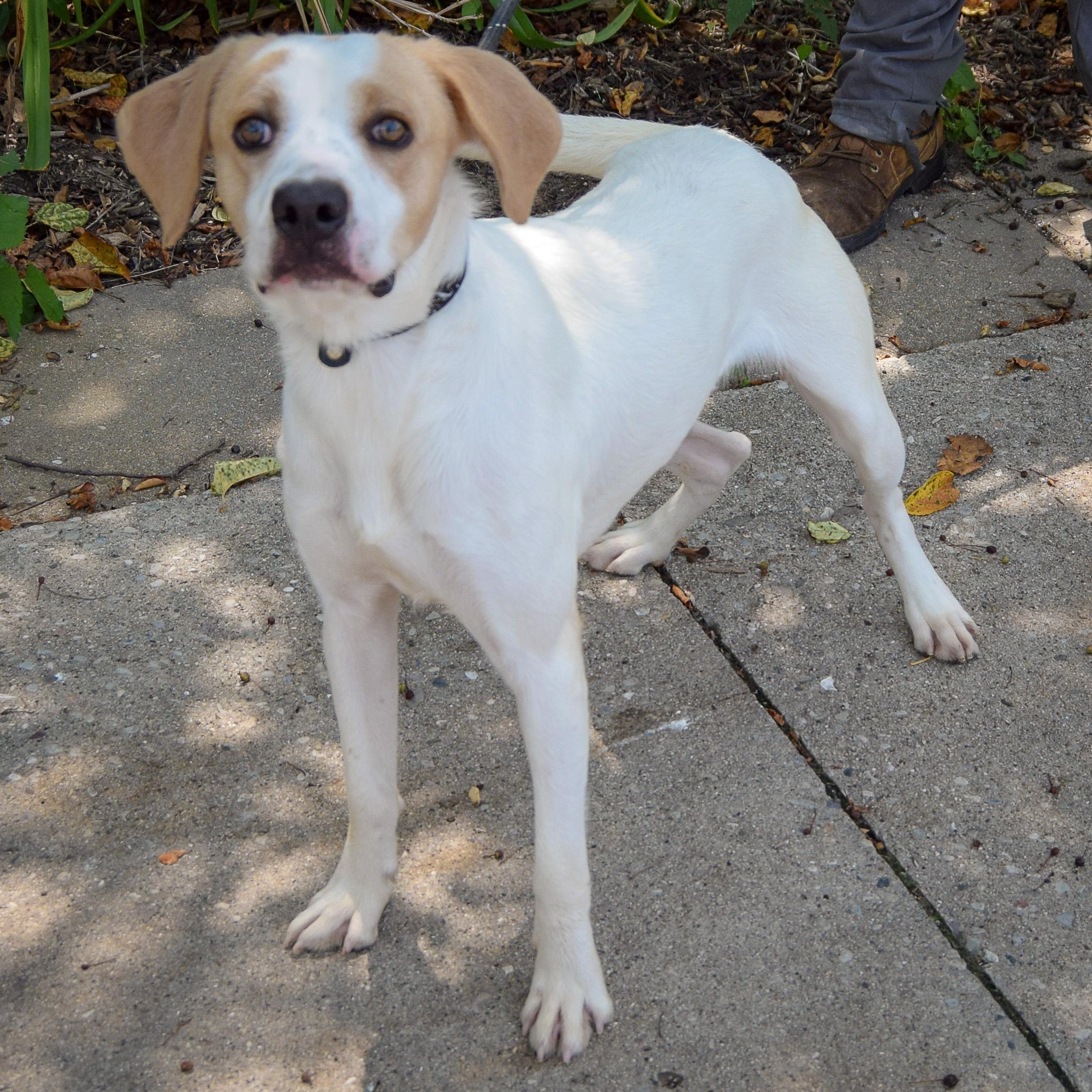 Enlarge Clancy, a Adoptable mixed breed in Huntley, IL image 2/5