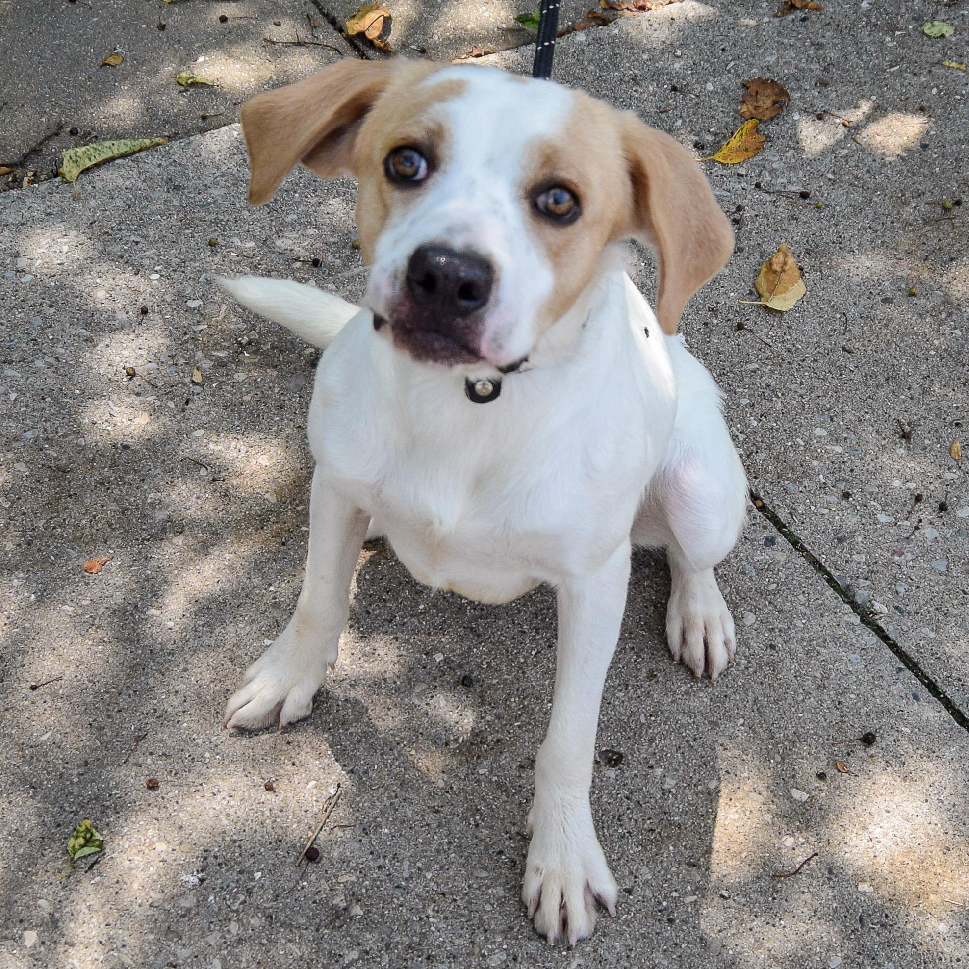 Enlarge Clancy, a Adoptable mixed breed in Huntley, IL image 3/5