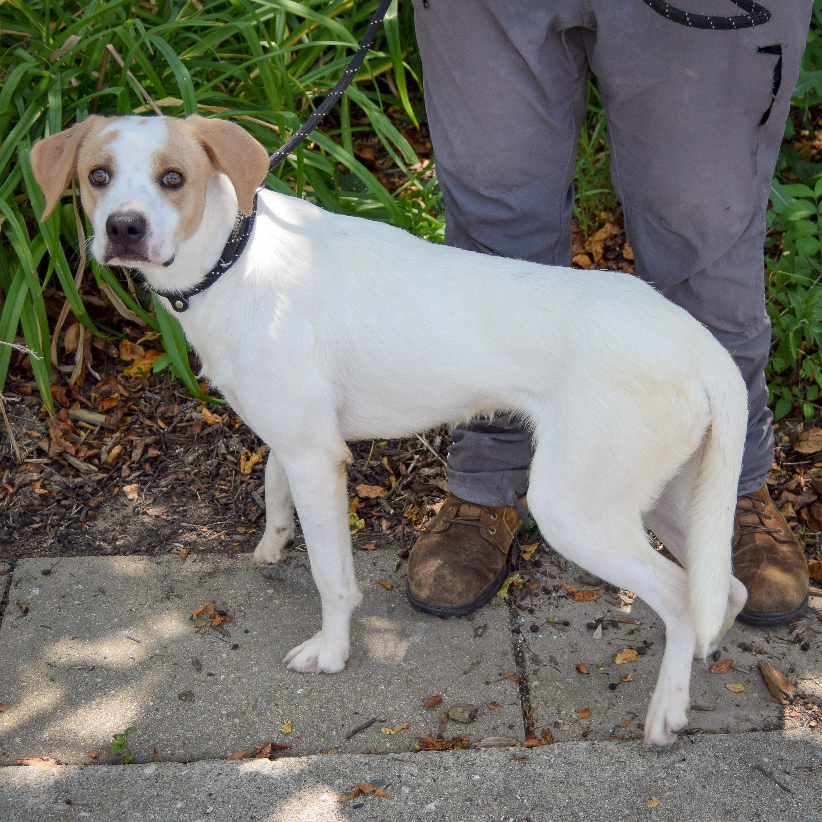 Enlarge Clancy, a Adoptable mixed breed in Huntley, IL image 5/5