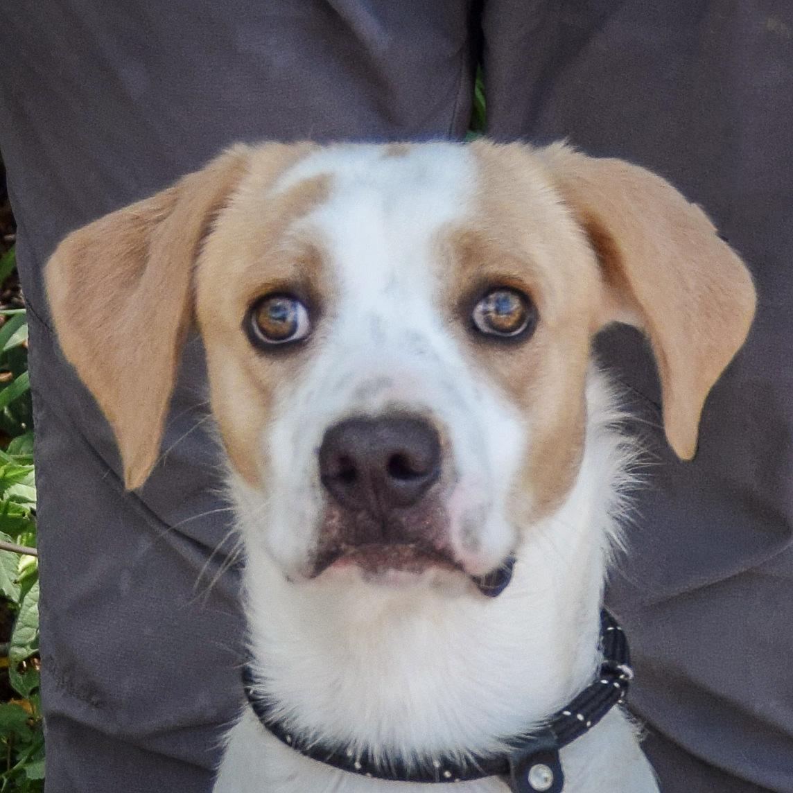 Clancy, ADOPTABLE, Young • Male, Coonhound & English Foxhound.