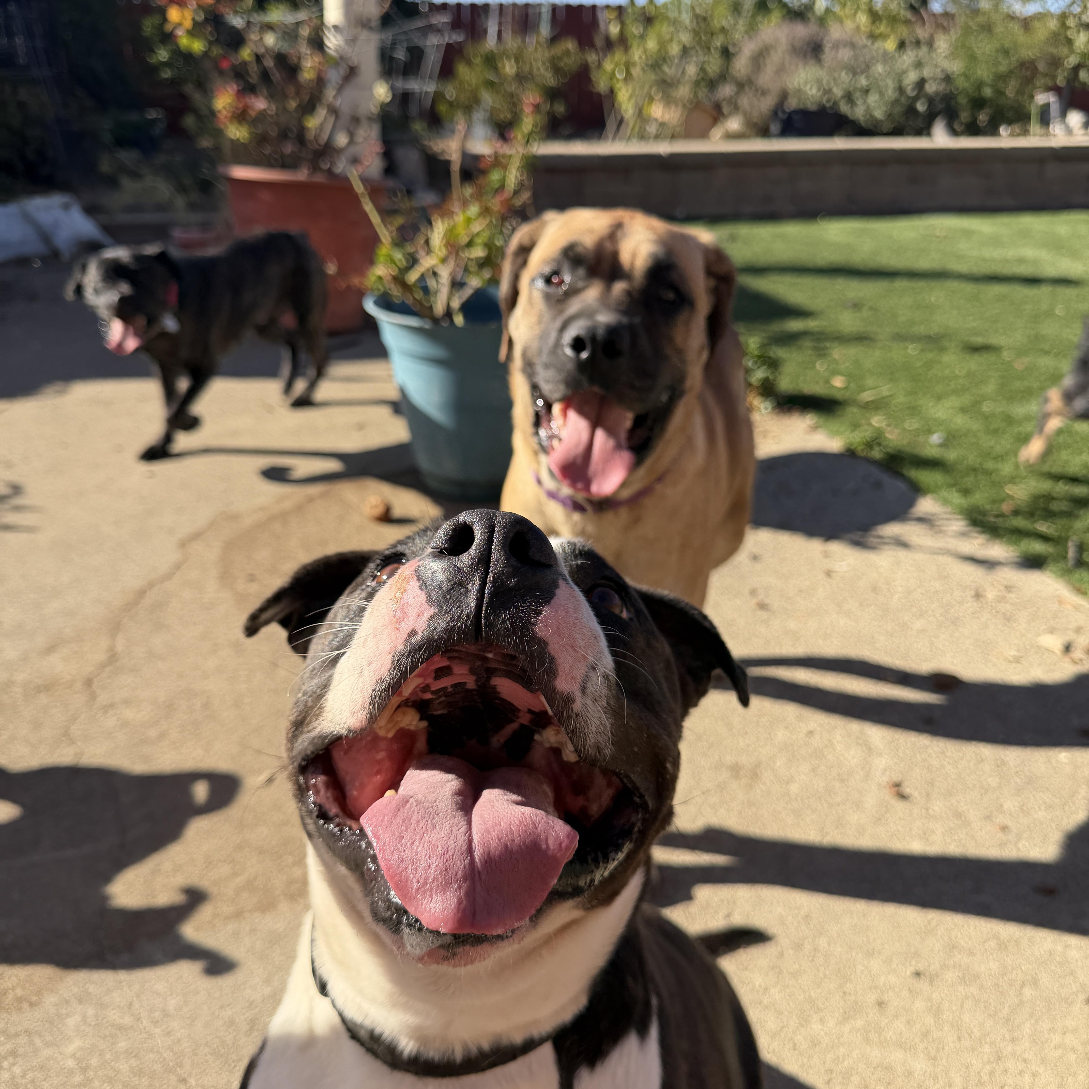 Enlarge Flume, a Adoptable mixed breed in benicia, CA image 4/5