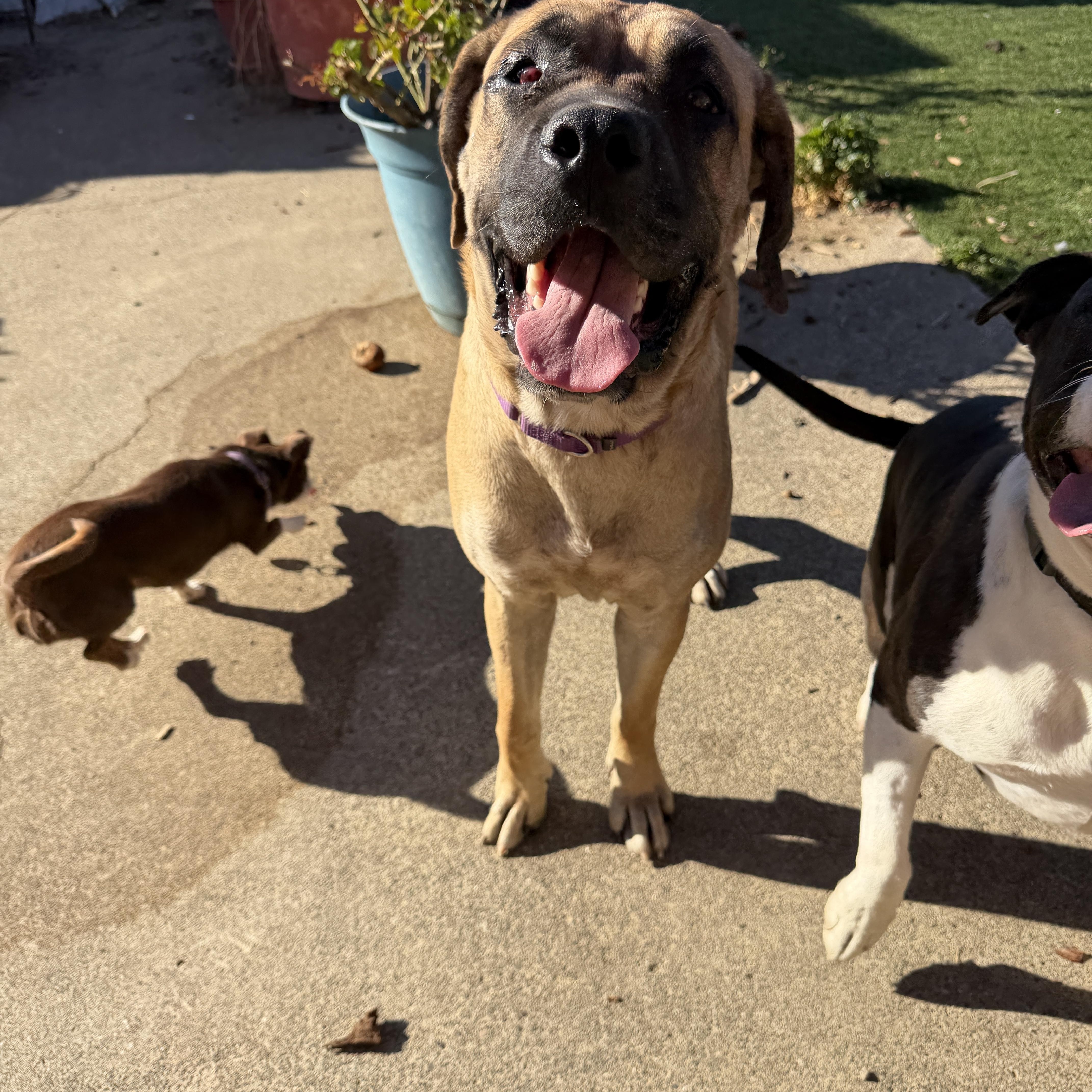 Flume, Adoptable, Young Female Cane Corso & Mastiff.