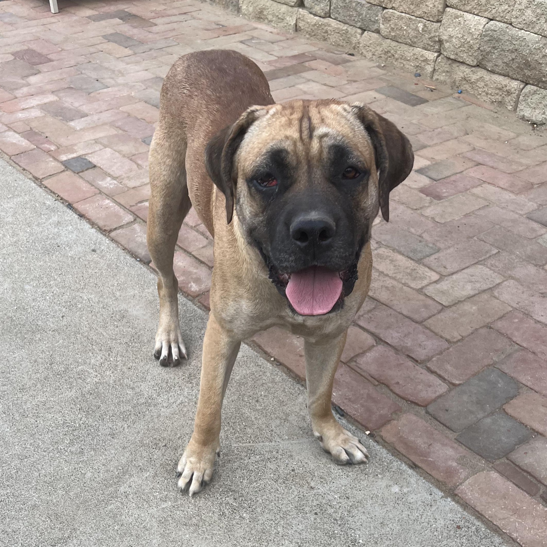 Enlarge Flume, a Adoptable mixed breed in benicia, CA image 2/5