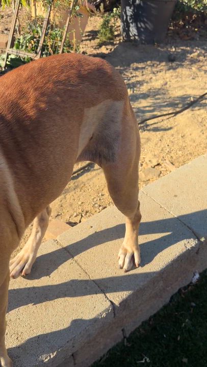 Enlarge Flume, a Adoptable mixed breed in benicia, CA video 5/5