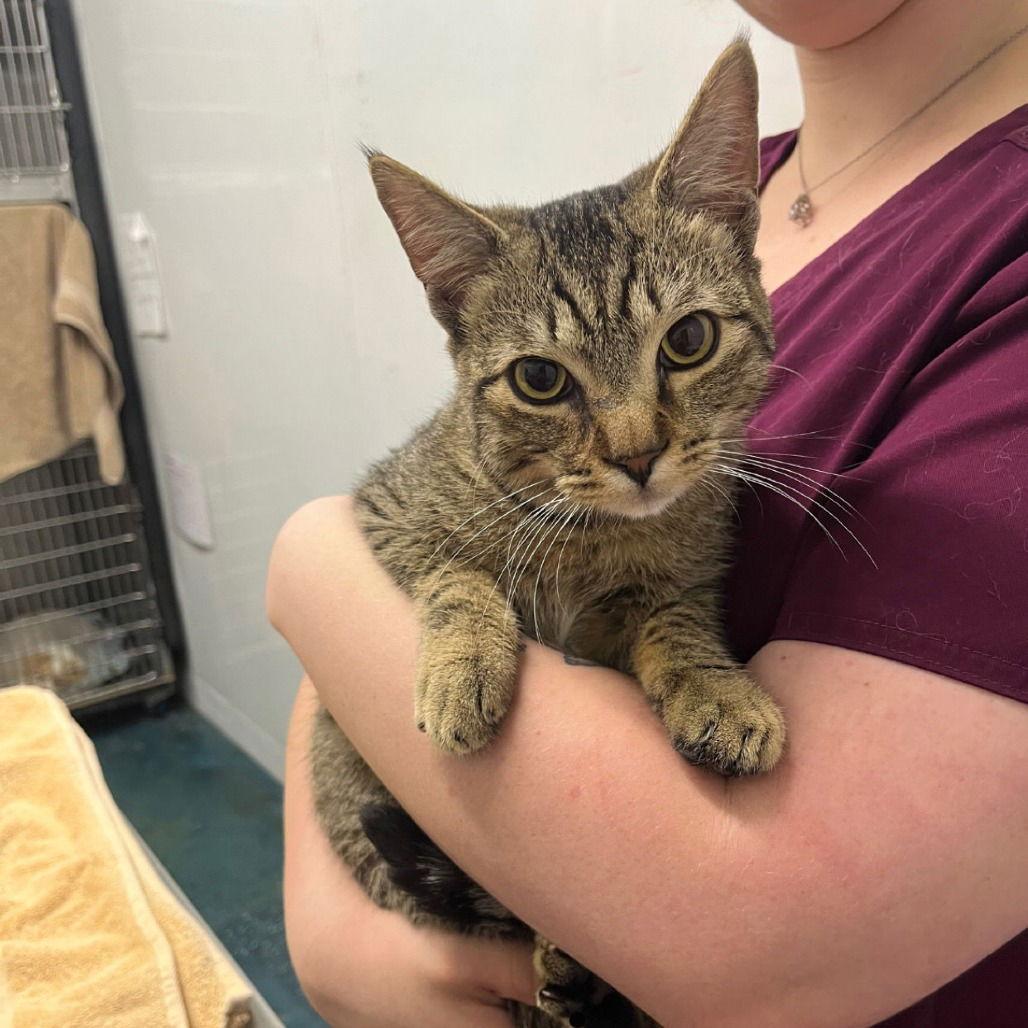 Enlarge Little Boo, a Adoptable Domestic Short Hair in Chico, CA image 1/1