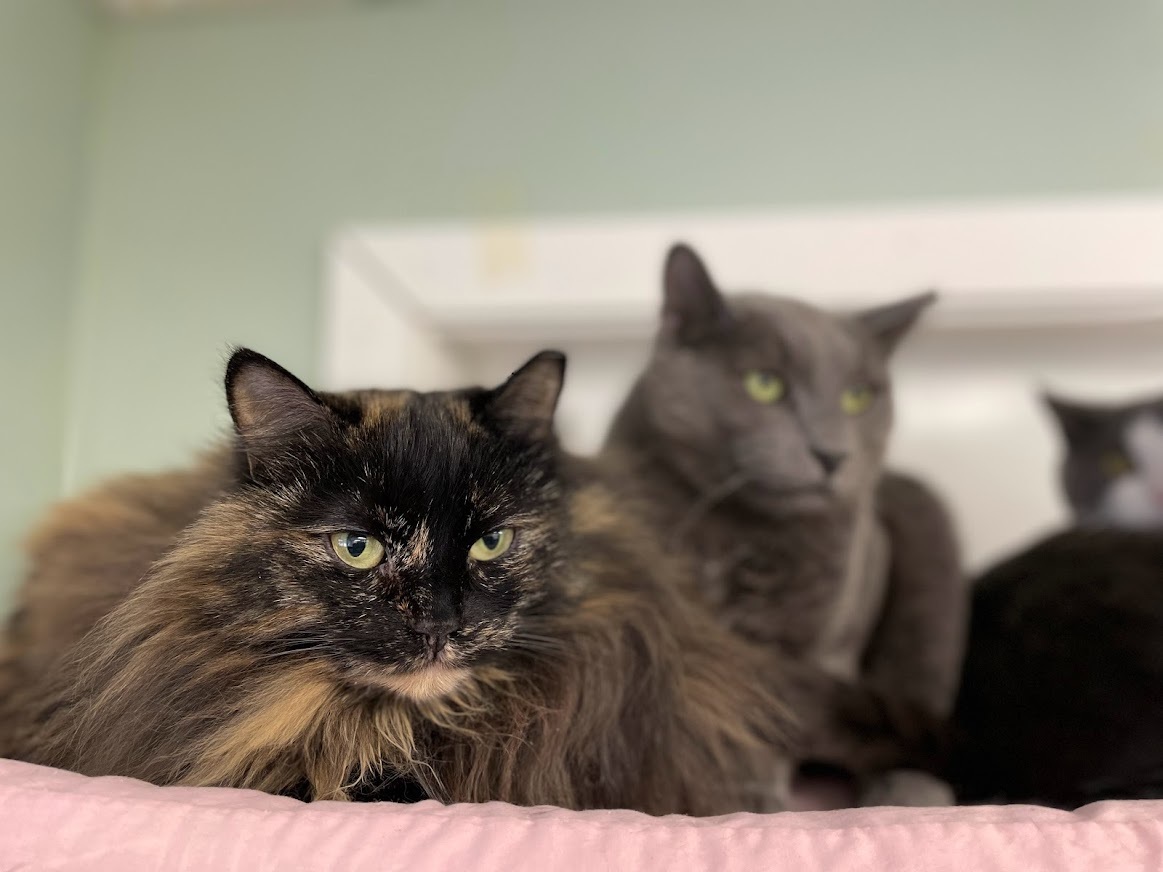 Cat for adoption Buzz, a Domestic Short Hair in Calais, ME Petfinder