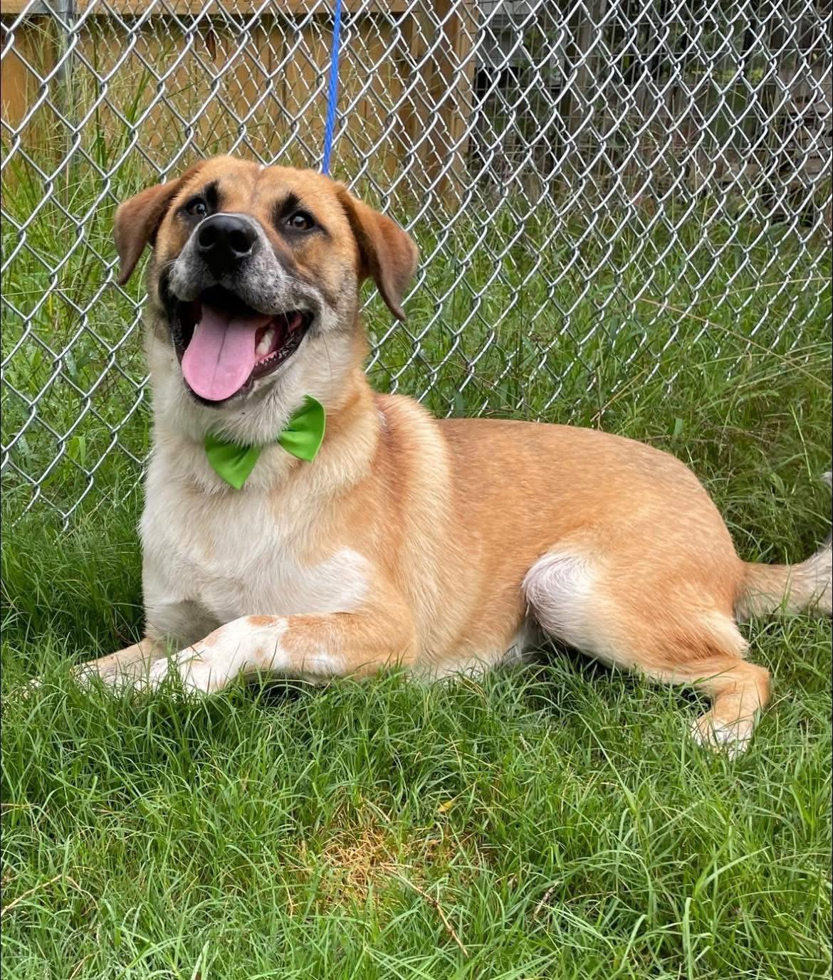 Boa, a ADOPTABLE mixed breed in Barkhamsted, CT image 2/2