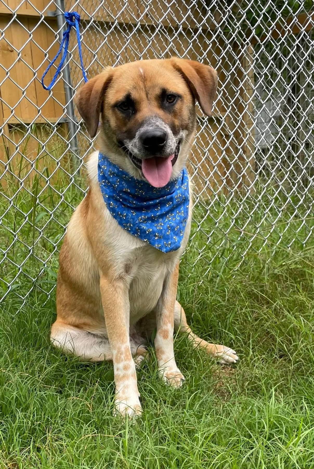 Boa, a ADOPTABLE mixed breed in Barkhamsted, CT image 1/2