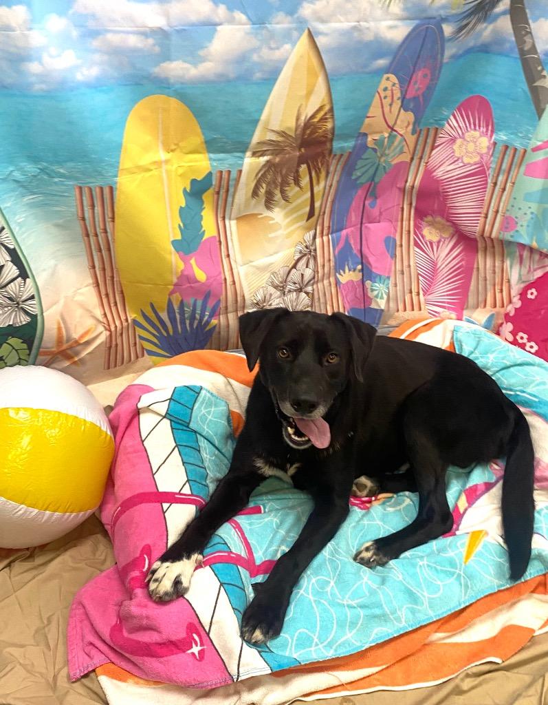 Gordy, Adoptable, Adult Male Labrador Retriever.