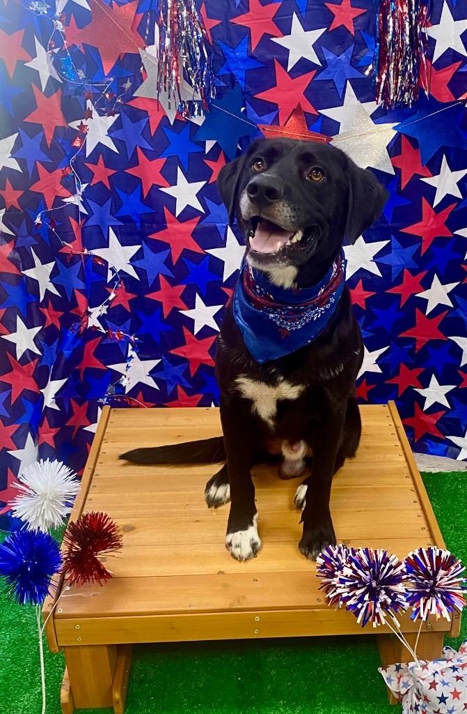 Gordy, a Adoptable mixed breed in Bryant, AR image 2/6