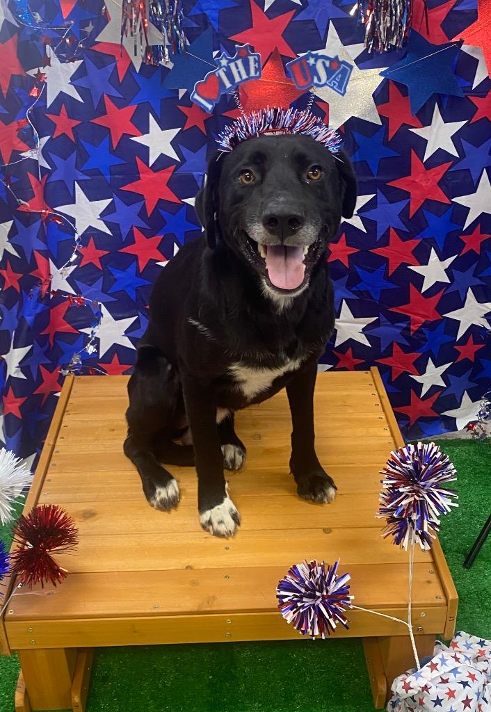 Gordy, a Adoptable mixed breed in Bryant, AR image 4/6