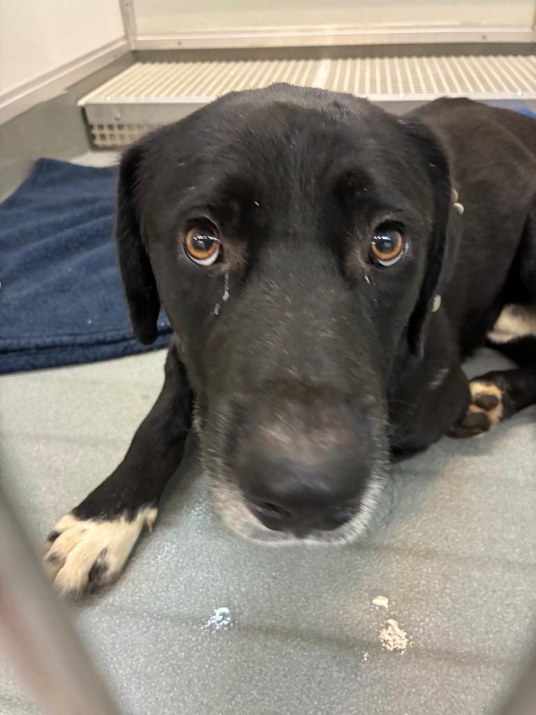 Gordy, a Adoptable mixed breed in Bryant, AR image 5/6