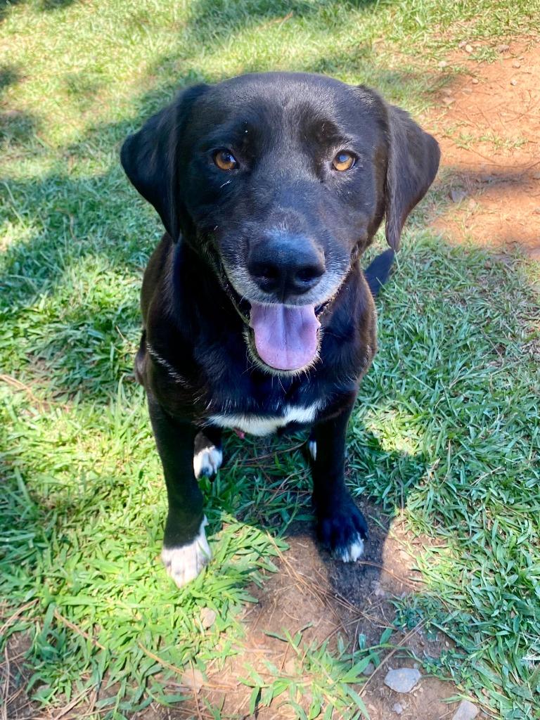 Gordy, a Adoptable mixed breed in Bryant, AR image 6/6