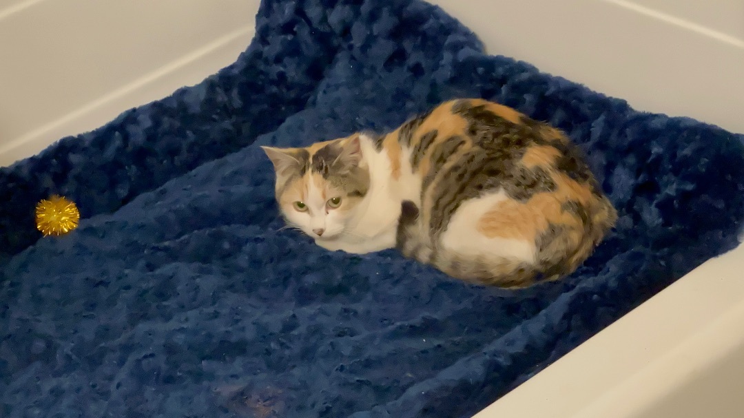 Harlo, a Adopted Calico in Williston, ND image 1/3