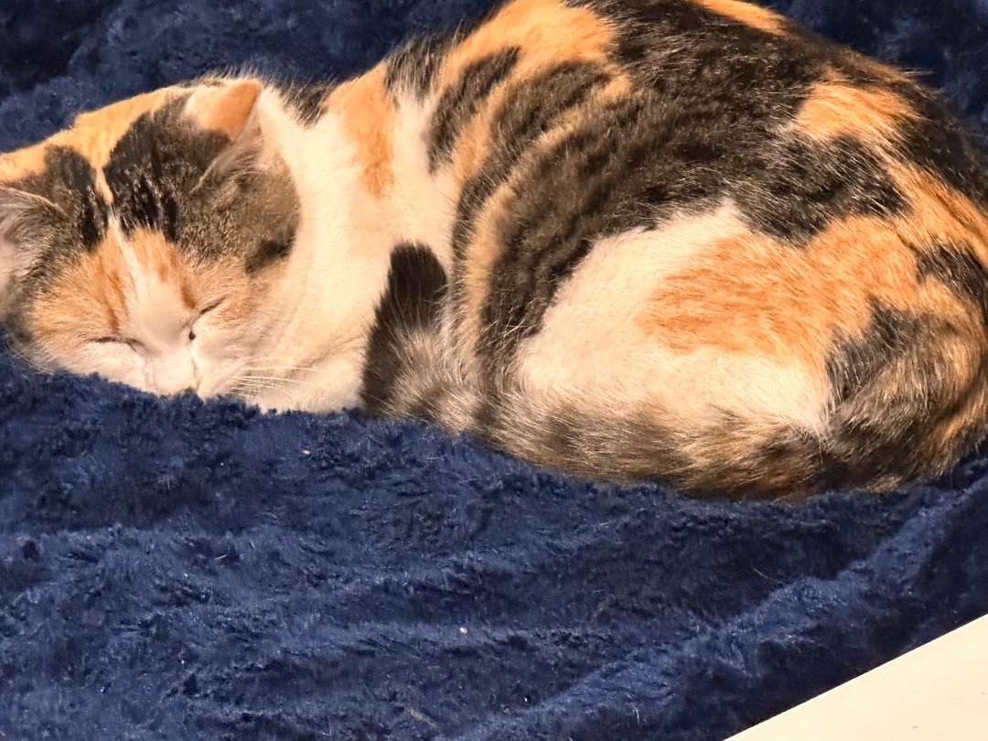 Harlo, a Adopted Calico in Williston, ND image 2/3