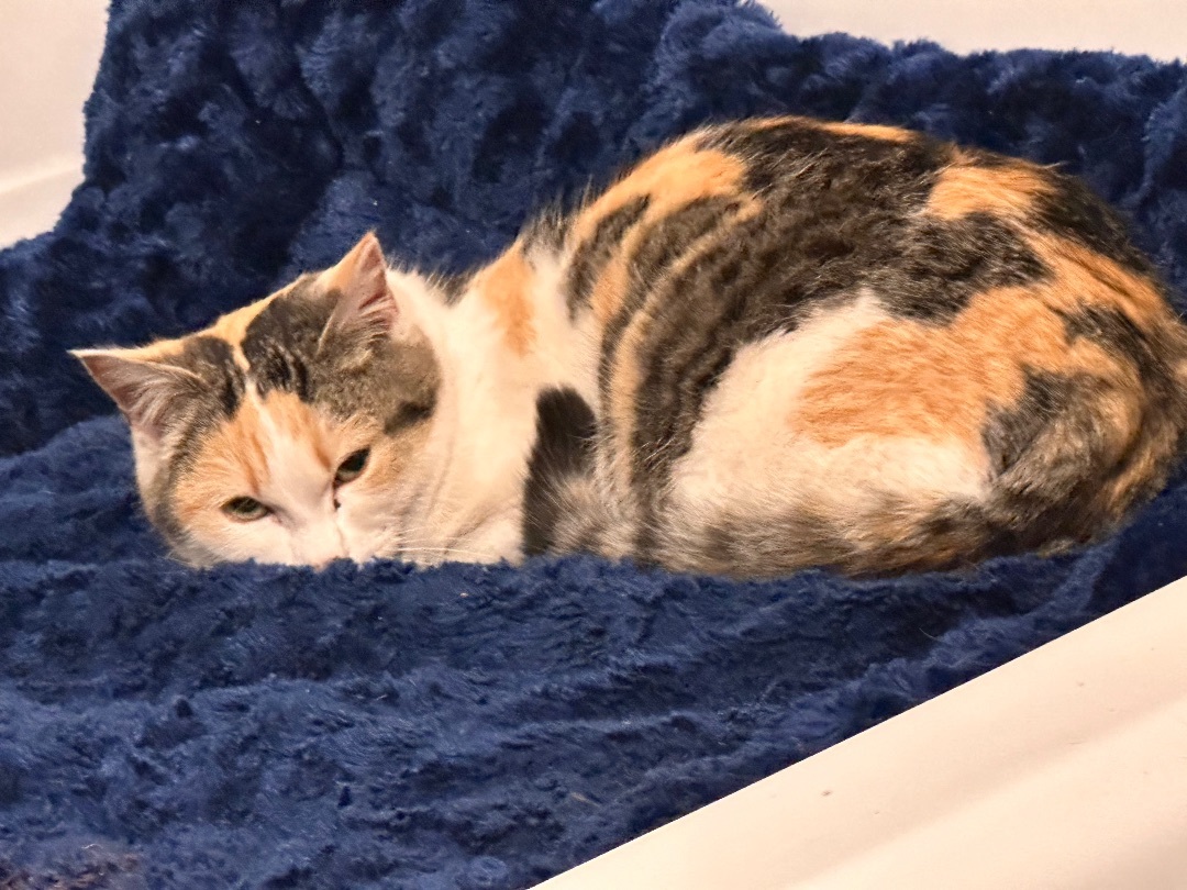 Harlo, a Adopted Calico in Williston, ND image 3/3