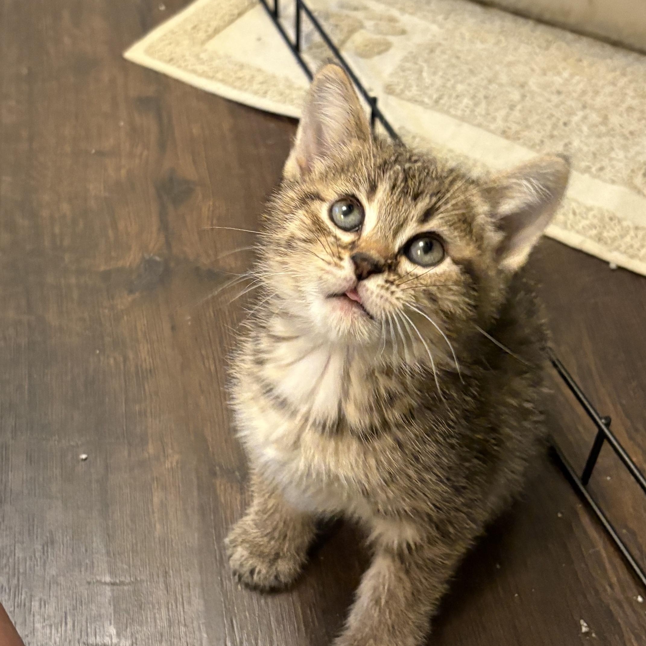 Enlarge Drake, an adopted Domestic Short Hair in Minneapolis, MN image 2/4