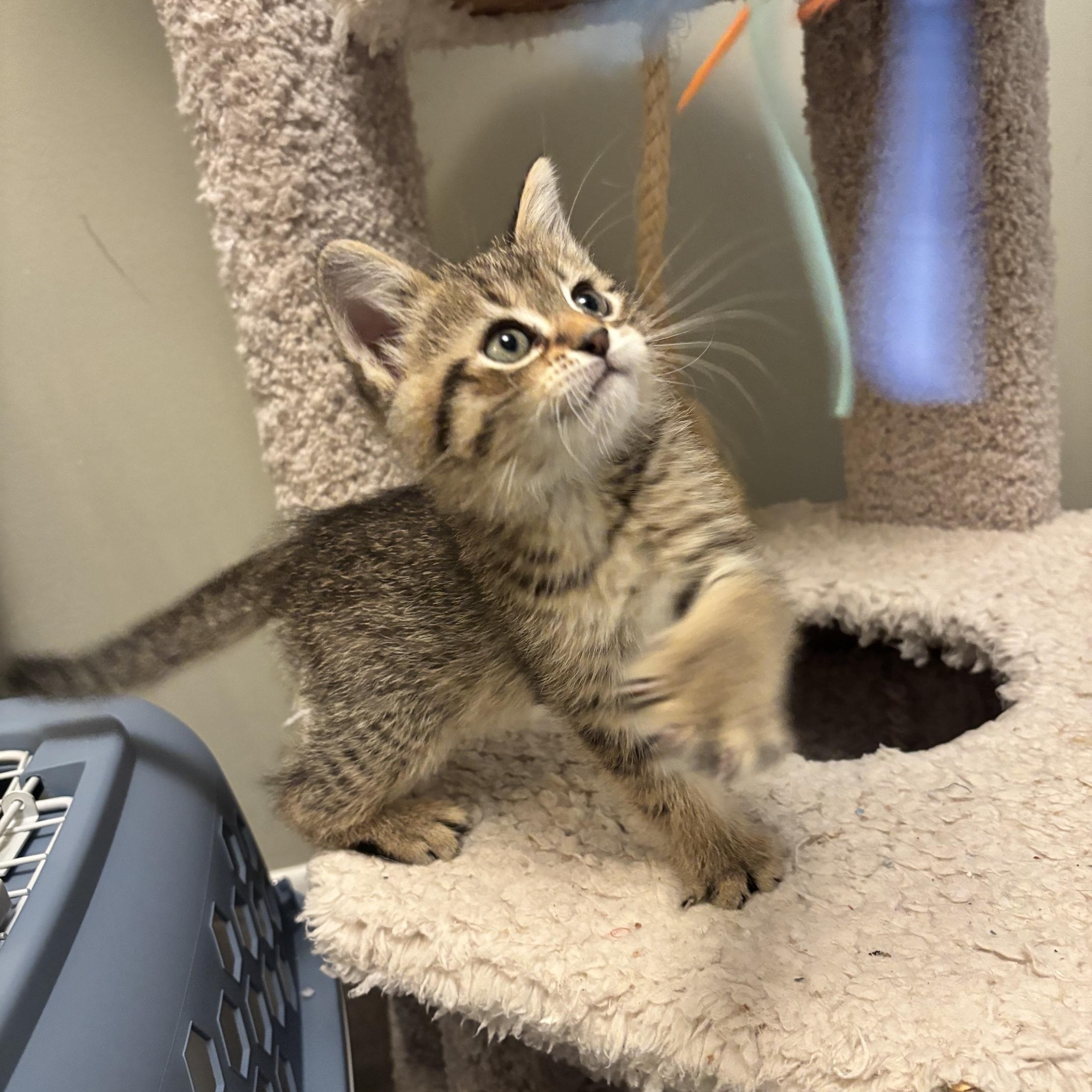 Enlarge Drake, an adopted Domestic Short Hair in Minneapolis, MN image 4/4