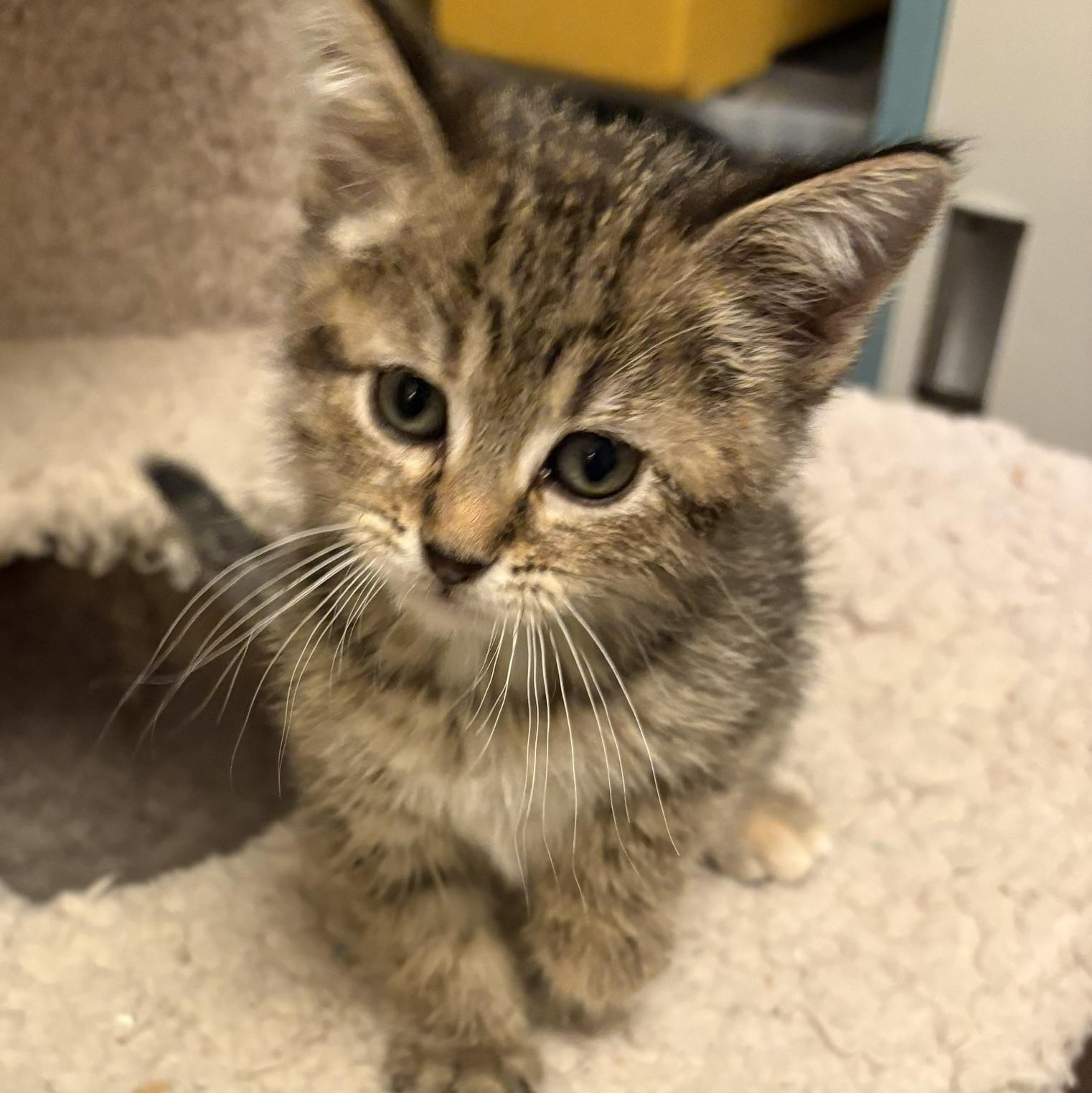 Enlarge Drake, an adopted Domestic Short Hair in Minneapolis, MN image 1/4