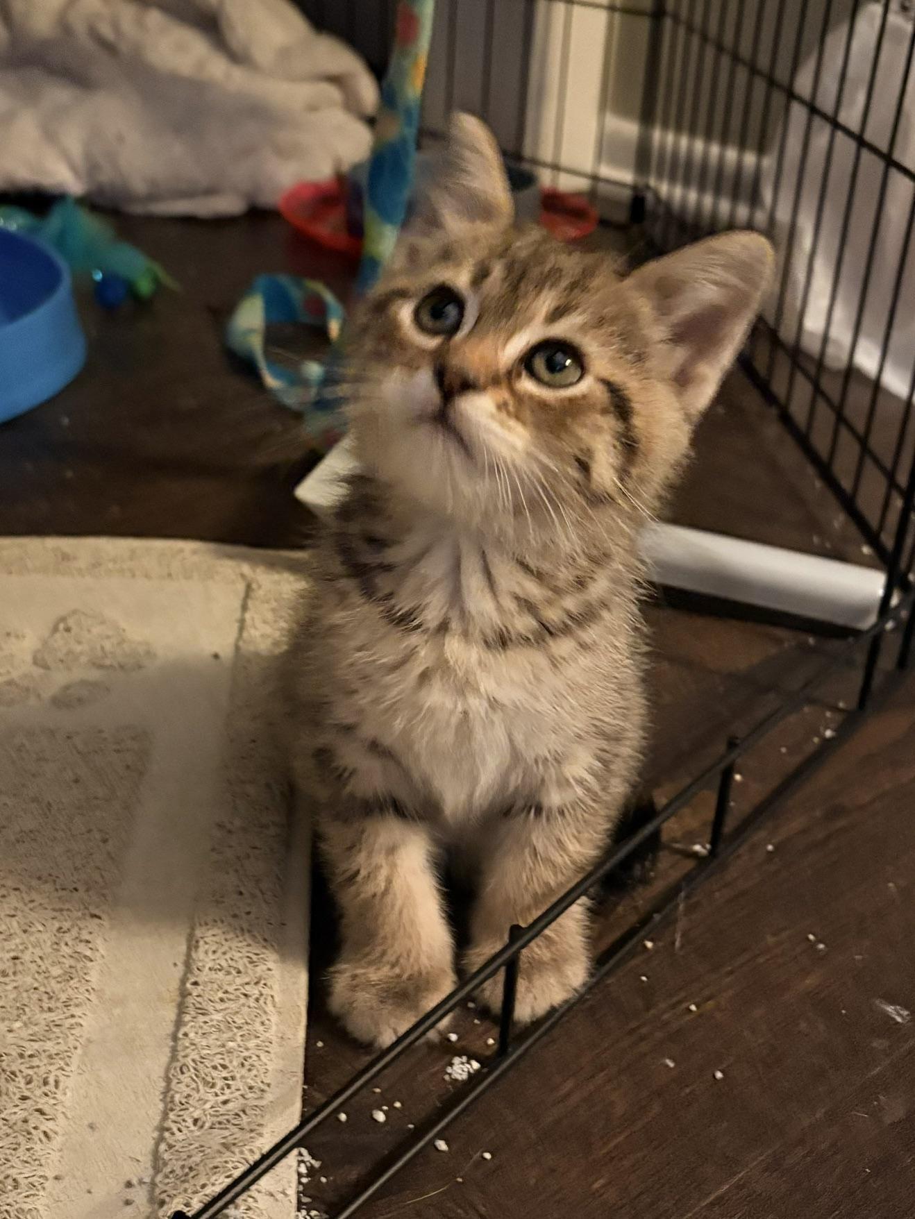 Enlarge Drake, an adopted Domestic Short Hair in Minneapolis, MN image 3/4