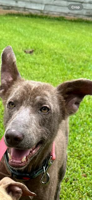 Enlarge Benny Luv, a Adoptable mixed breed in virginia beach, VA image 1/5