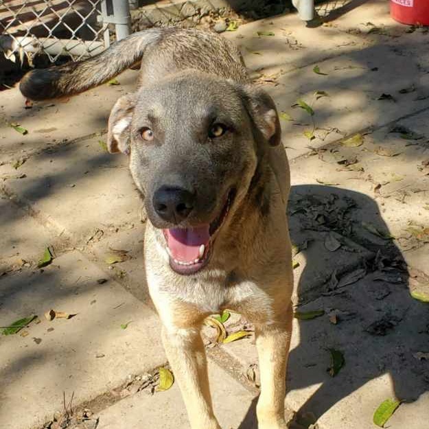 Enlarge Benny Luv, a Adoptable mixed breed in virginia beach, VA image 2/5