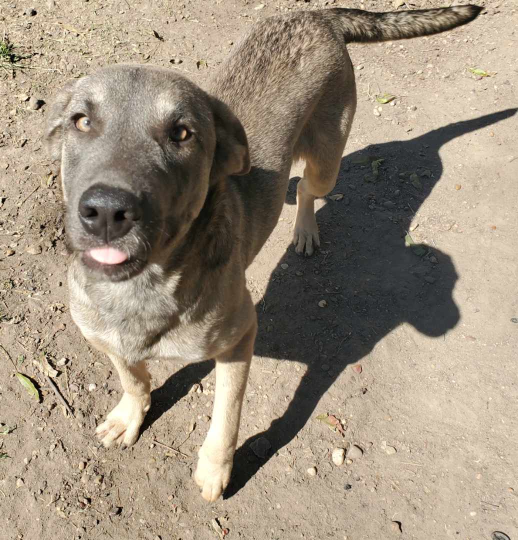 Enlarge Benny Luv, a Adoptable mixed breed in virginia beach, VA image 4/5
