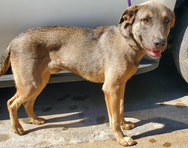 Enlarge Benny Luv, a Adoptable mixed breed in virginia beach, VA image 5/5