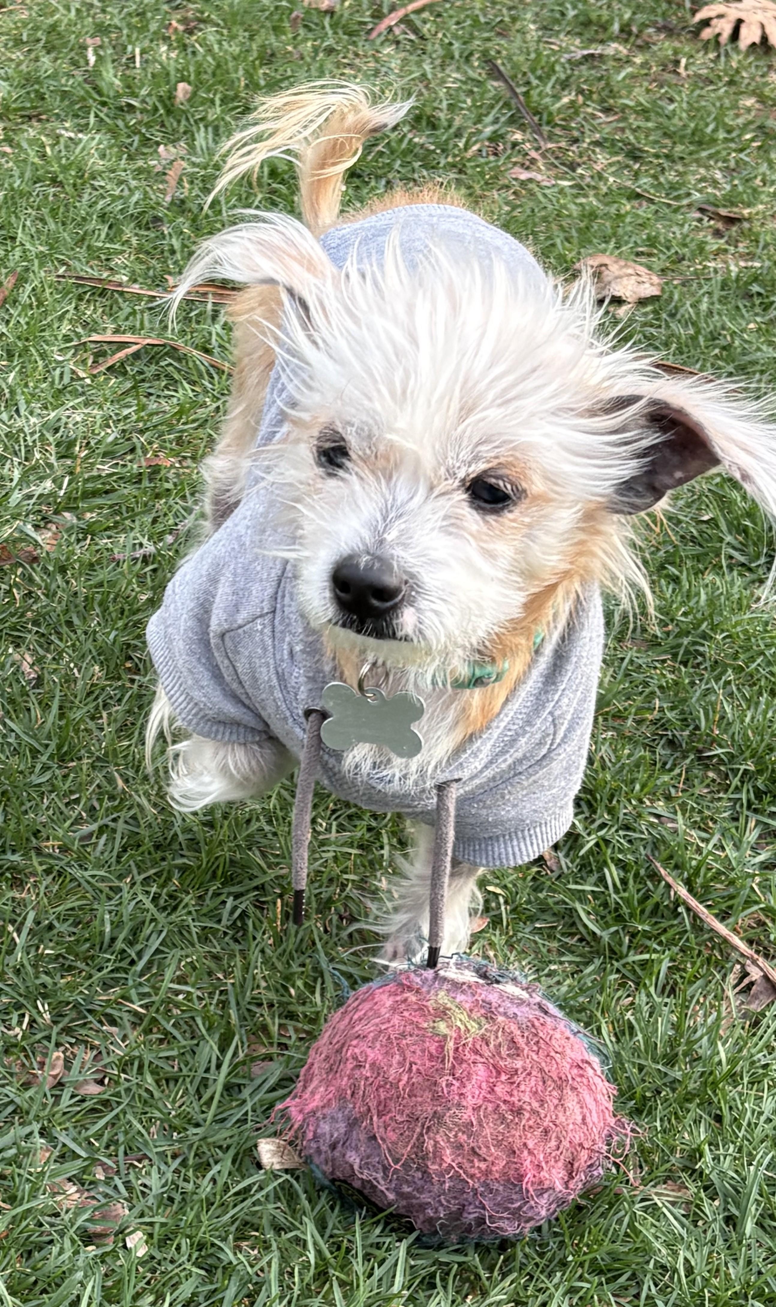 Tinkerbell, an adopted mixed breed in Palatine, IL image 4/4